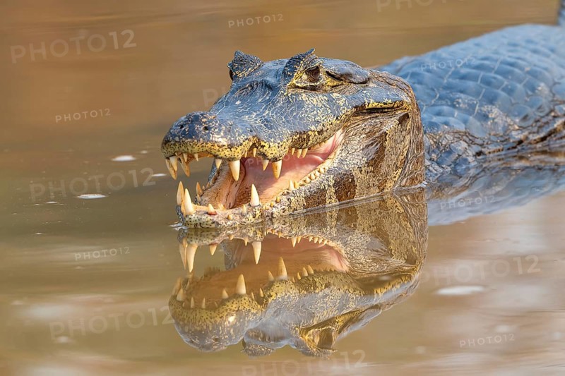Caiman (Caimaninae), Crocodile (Alligatoridae), crocodile (Crocodylia), animal portrait, reflection, eye contact, Pantanal, inland, wetland, UNESCO biosphere reserve, world natural heritage site, wetland biotope, Mato Grosso, Brazil, South America