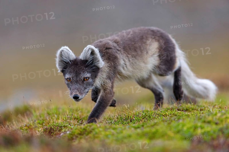 Arctic fox foraging, Arctic fox, (Alopex lagopus), Europe, Norway, Spitsbergen, Longyearbyen, Svalbard / Spitsbergen, Norway, Europe