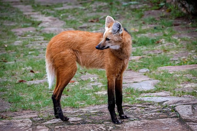 Maned wolf on a pathway of Sanctuary Caraça, turning head to the left, Minas Gerais, Brazil, South America