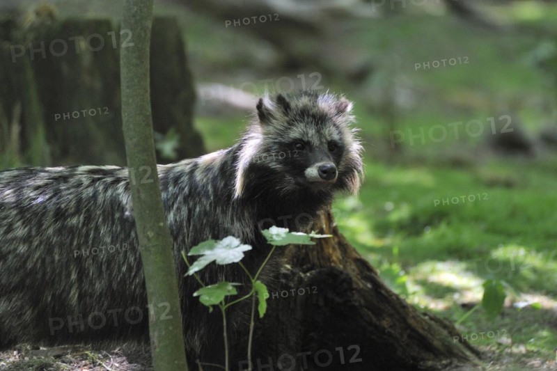 Raccoon dog (Nyctereutes procyonoides), raccoon dog (Nyctereutes procyonoides)