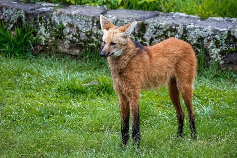 Maned wolf on grassy grounds of Sanctuary Caraça, stone wall in background, Minas Gerais, Brazil, South America