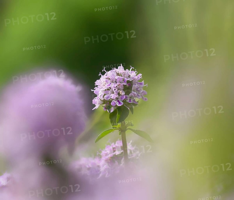 Sand thyme