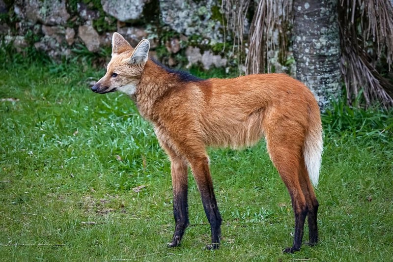 Close-up of a Maned wolf on grassy grounds of Sanctuary Caraça, stone wall in background, Minas Gerais, Brazil, South America