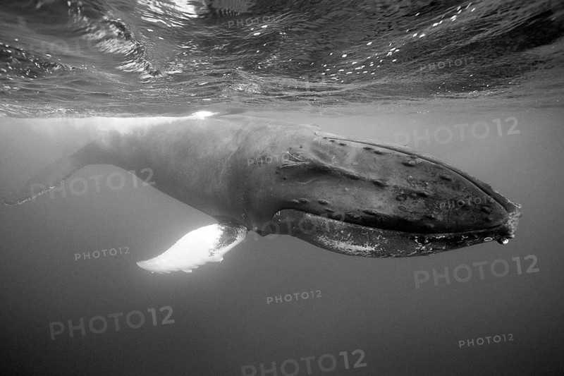 Humpback whale, Megaptera novaeangliae, Silver Bank, Atlantic Ocean, Dominican Republic, Central America