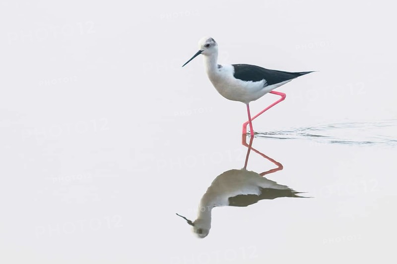 Black-Winged Stilt in Shallow Water Reflection (Himantopus himantopus) Wader Bird Stilt