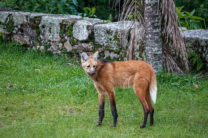 Maned wolf on grassy grounds of Sanctuary Caraça, turning head to the right, stone wall in background, Minas Gerais, Brazil, South America