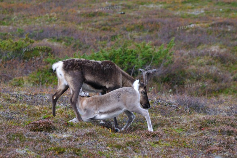 Young reindeer, the drink
