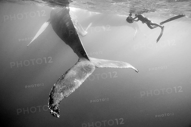 Humpback whale and underwater photographer, Megaptera novaeangliae, Silver Bank, Atlantic Ocean, Dominican Republic, Central America