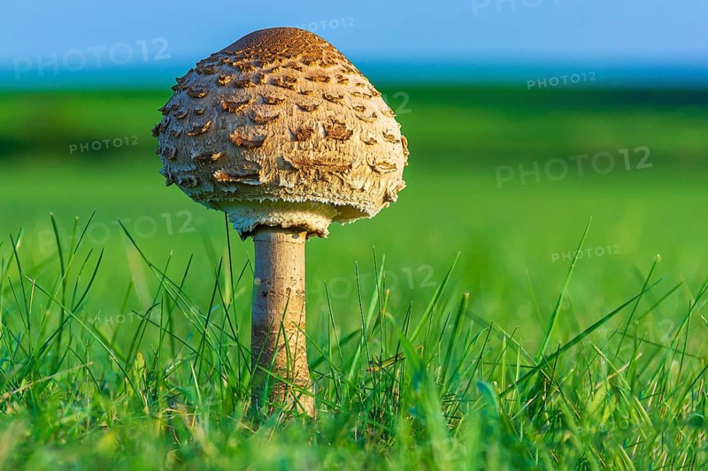 Umbrella mushroom