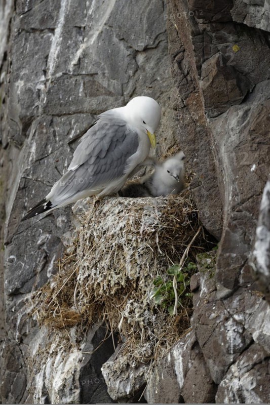 Black-legged kittiwake (Rissa tridactyla) and hatchling on nest, Borgafjoerdur eystri, Iceland, Europe