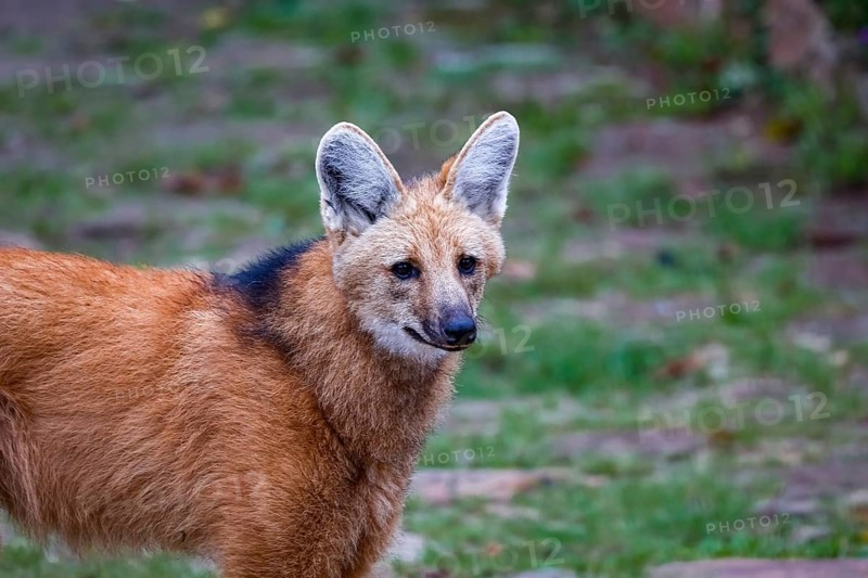 Close-up of a Maned wolf on a pathway of Sanctuary Caraça, Minas Gerais, Brazil, South America