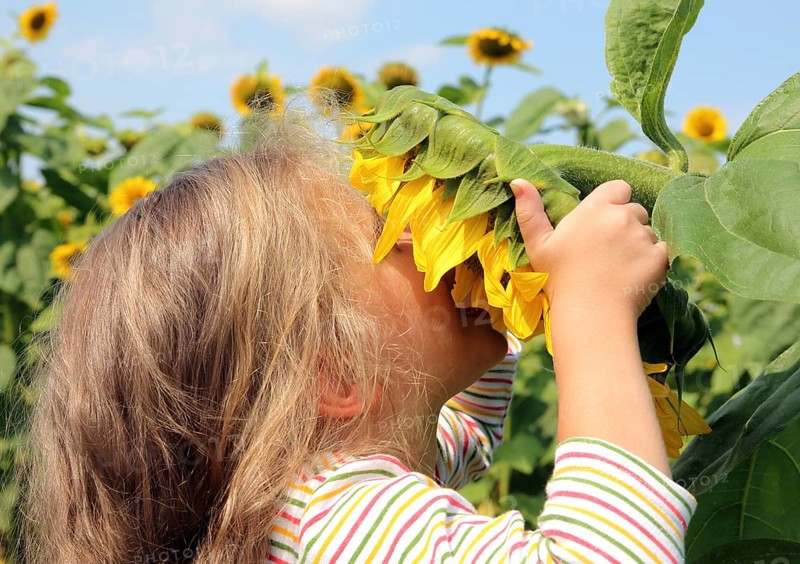 Little girl smelling flower of sunflower
