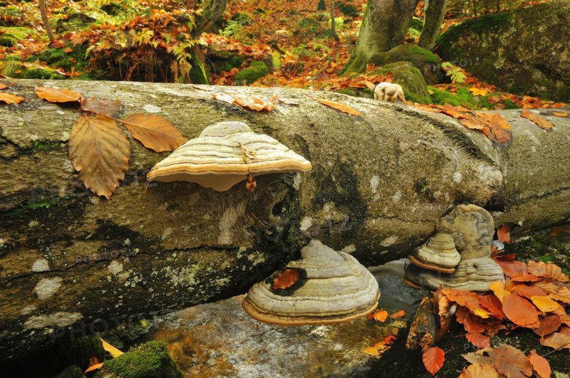 The Kleine Ohe in the Bavarian Forest, in autumn.mountain creek, Kleine Ohe, Bavarian Forest National Park, Mountain creek, Bavarian forest national park