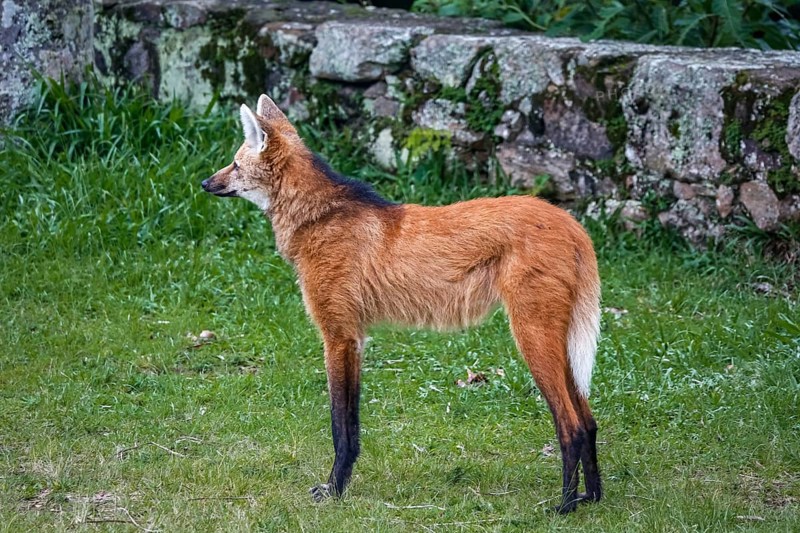 Side view of a Maned wolf on grassy grounds of Sanctuary Caraça, stone wall in background, Minas Gerais, Brazil, South America