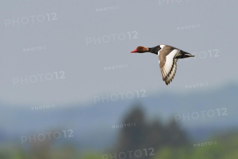 Kolbente, Netta rufina, Red-crested Pochard, Europe, Europa
