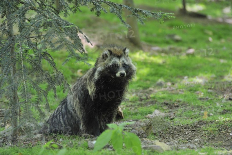 Raccoon dog (Nyctereutes procyonoides) raccoon dog (Nyctereutes procyonoides)