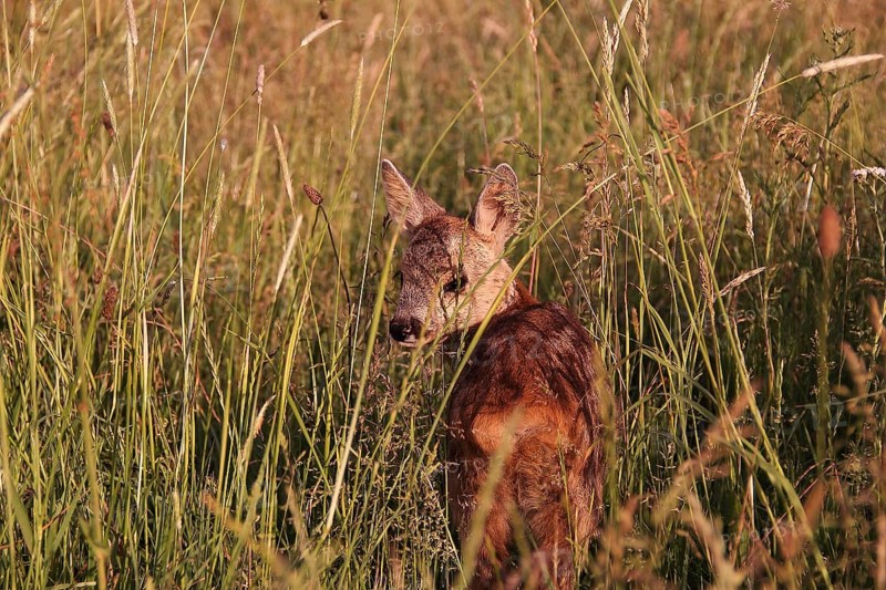 Young fawn