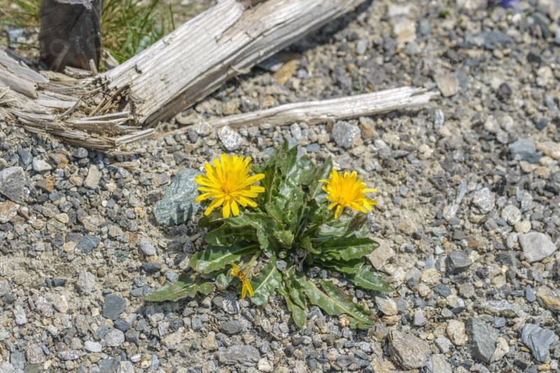 Swiss dandelion (Leontodon helveticus), Hohe Tauern National Park, Zell am See, Salzburg, Austria, Europe