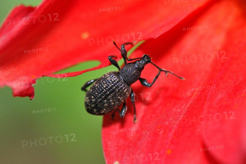 Furrowed weevil on a dahlia. Otiorhynchus sulcatus on a flower