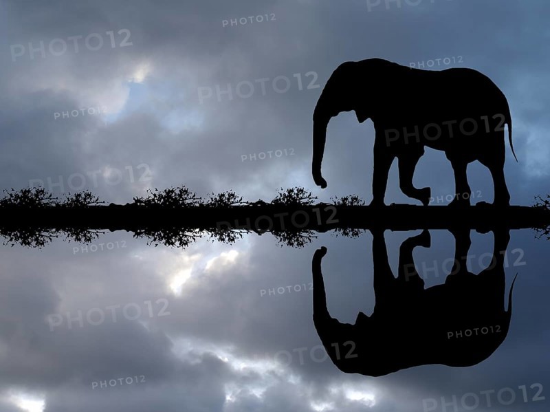 African elephant reflected in the water, Okovango Delta, Botswana, Africa