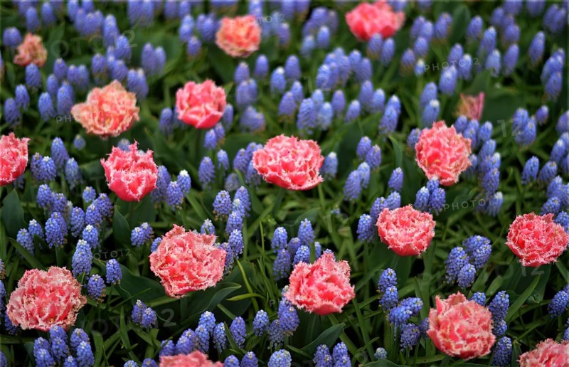 Keukenhof in the Netherlands has long been a magnet for international tourism, but it is particularly attractive during the tulip blossom season, as seen here on 28.4.2018 in Lisse, NDL, the Netherlands