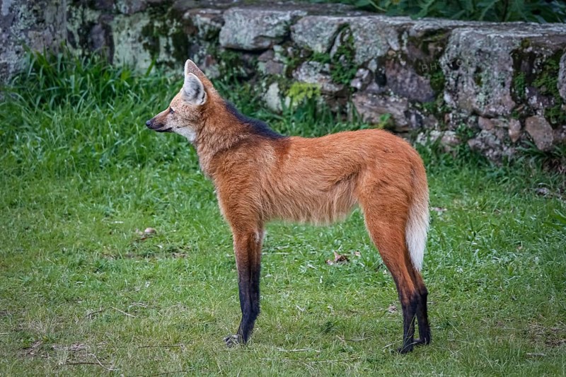 Side view of a Maned wolf on grassy grounds of Sanctuary Caraça, stone wall in background, Minas Gerais, Brazil, South America