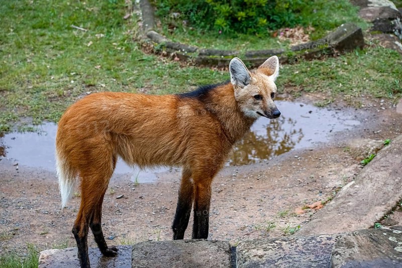 Maned wolf on a pathway of Sanctuary Caraça, turning head to the left, stone wall in background, Minas Gerais, Brazil, South America