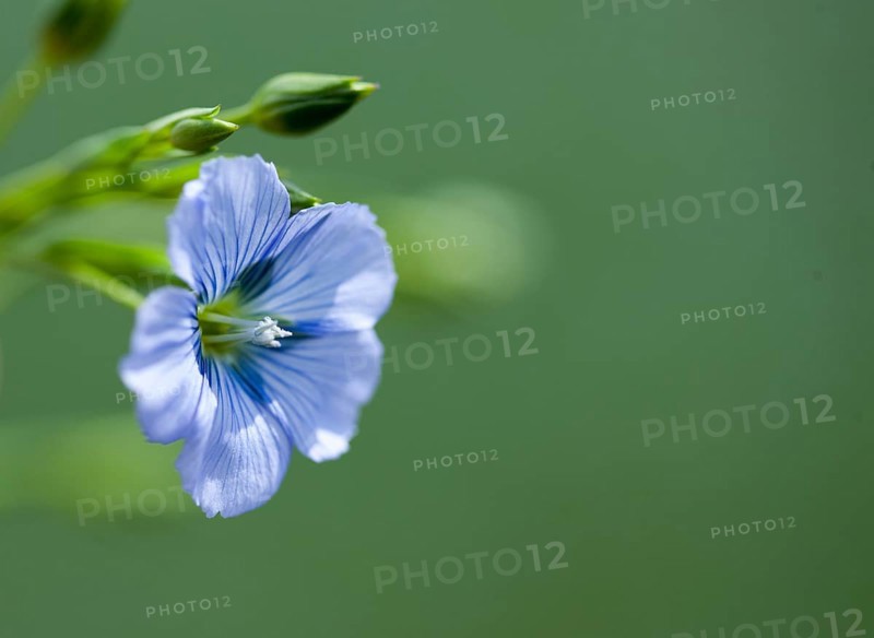 Flax Flower purple blue Prairie Saskatchewan Canada