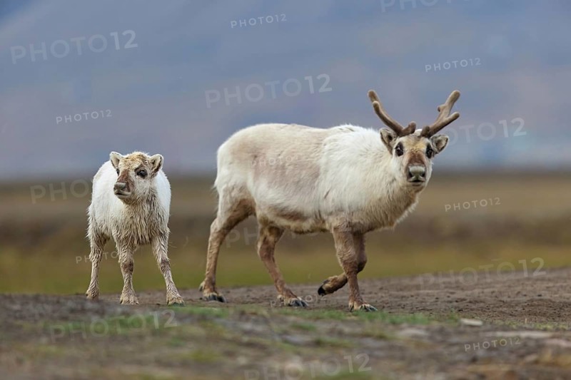 Reindeer, Ren, (Rangifer tarandus), Spitsbergen-Ren, Norway, Spitsbergen, cow with calf, Longyearbyen, Svalbard / Spitsbergen, Norway, Europe