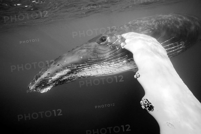 Humpback whale, Megaptera novaeangliae, Silver Bank, Atlantic Ocean, Dominican Republic, Central America