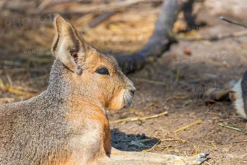 Patagonian Mara (Dolichotis patagonum) Large Sort of Rabbit