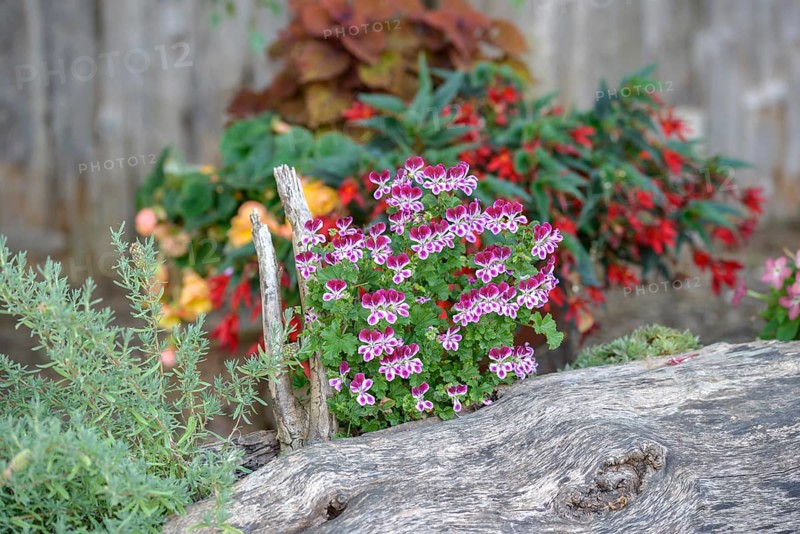 Pelargonium crispum 'PAC Angels Perfume', Federal Republic of Germany