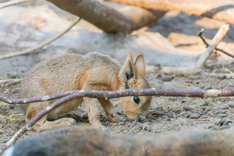 Patagonian Mara (Dolichotis patagonum) Large Sort of Rabbit