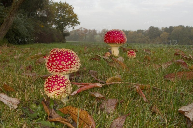 Fliegenpilze auf einer Wiese, Amanita muscaria, Commonly known as the fly agaric on a meadow