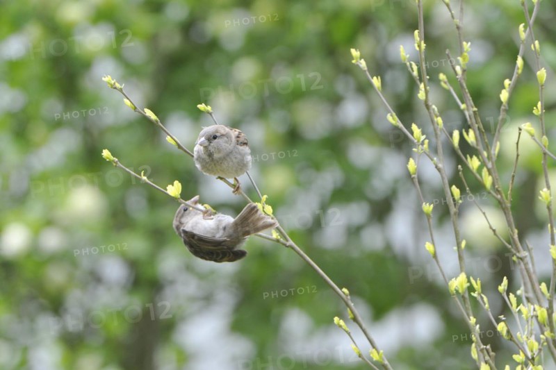 Young house sparrows waiting for food.young sparrow's wait of feeds on a tree trunk