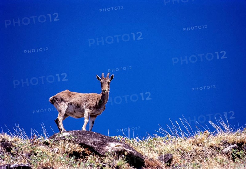 The Nilgiri Tahr (Nilgiritragus hylocrius) in Rajamalai (Eravikulam) National Park, Munnar, Kerala, India, Asia. Wild Life, Blue Sky, Western Ghats, Wild Goats, Endemic, Asia