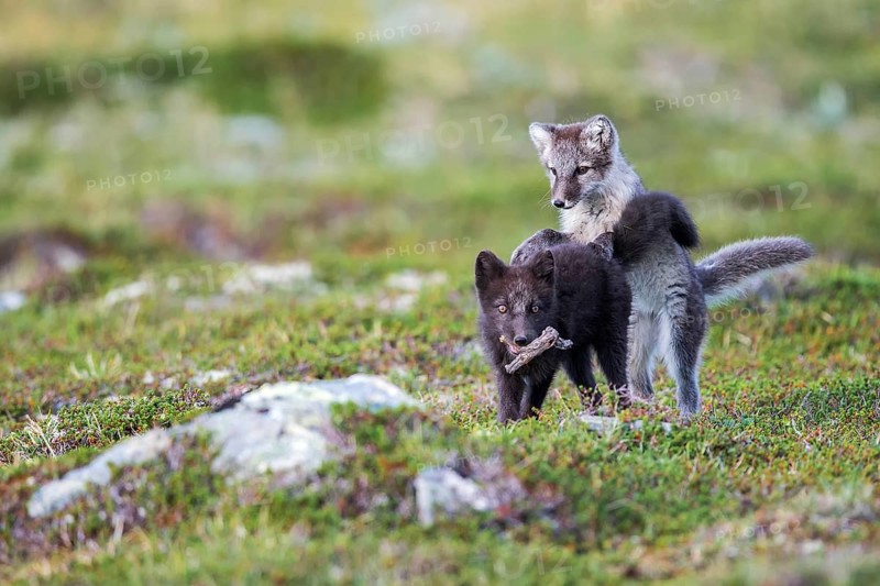 Arctic fox pups playfully fight for a piece of wood