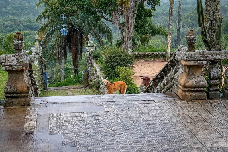 Maned wolf on the stairs to the church entrance of Sanctuary Caraça, Minas Gerais, Brazil, South America