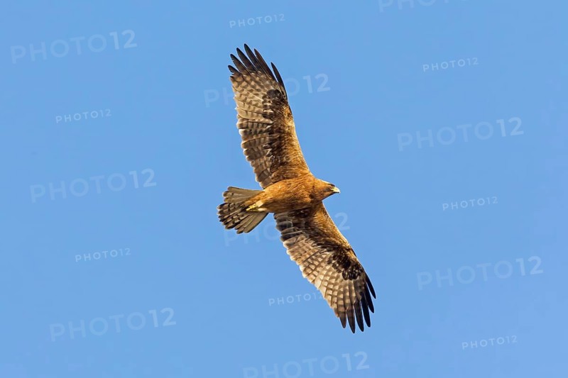Booted eagle (Hieraaetus pennatus), flight photo, blue sky, Israel, Middle East, Asia