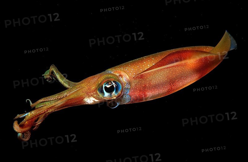 Large-fin reef squid at night, Sepioteuthis lessoniana, Bali, Indian Ocean, Indonesia, Asia