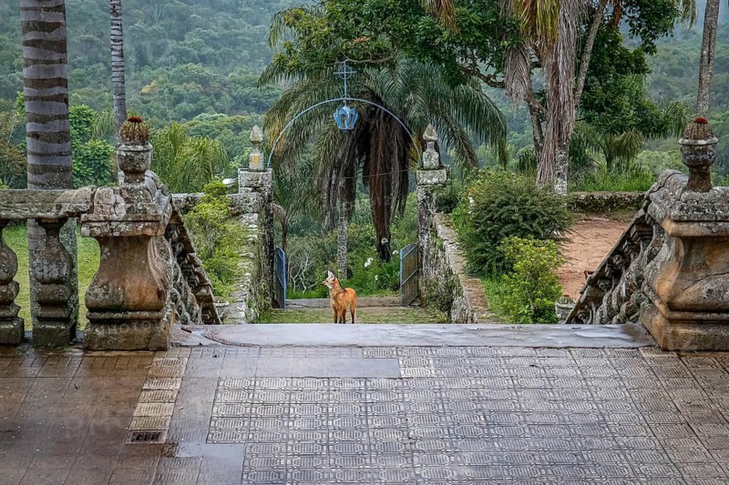 Maned wolf on the stairs to the church entrance of Sanctuary Caraça, facing camera, Minas Gerais, Brazil, South America