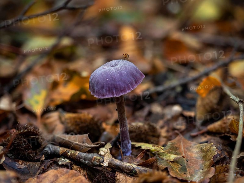 Purple fungus Amethyst Deceiver with fly on cap