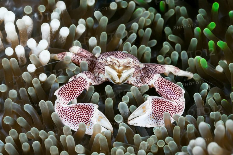 Porcelain crab in anemone, Neopetrolisthes maculatus, Alam Batu, Bali, Indonesia, Asia