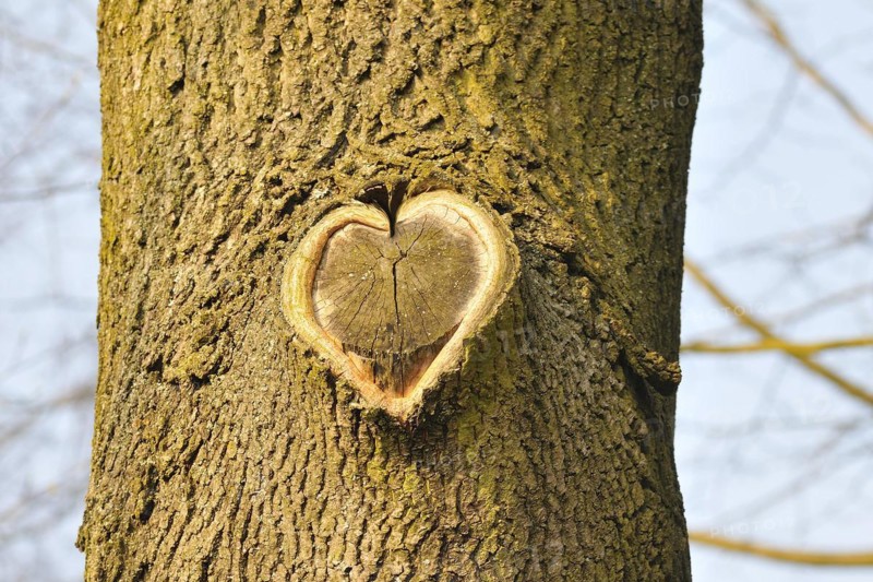Herz am Baum. Heart on a tree
