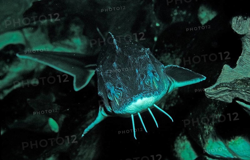Waxdick, Russian sturgeon, sturgeon, Acipenser gueldenstaedti, Acipenser güldenstaedti, Romania, Black Sea, Danube, Danube, Volga, Europe