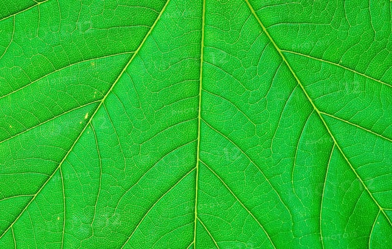 Sycamore (Acer pseudoplatanus), leaf, detail, Bergahorn, Blattdetail, [Pflanzen, plants, Ahorngewaechse, Aceraceae, Blaetter, leaves, Nahaufnahme, close-up, gruen, green, Querformat, horizontal, Strukturen, structures, Background]