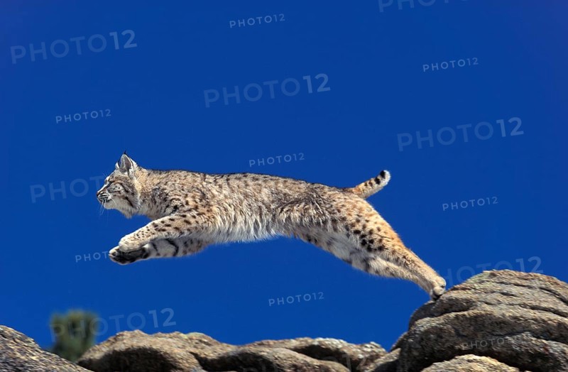 Bobcat (lynx rufus), Adult Leaping from Rocks, Canada, North America