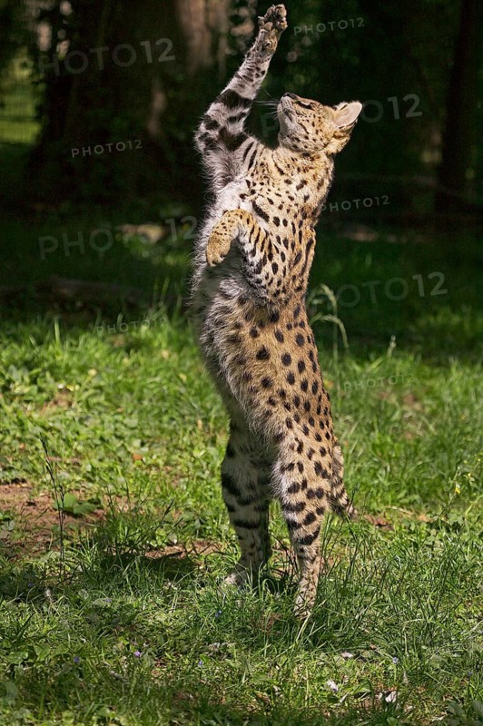 Serval (leptailurus serval), Adult hunting Bird