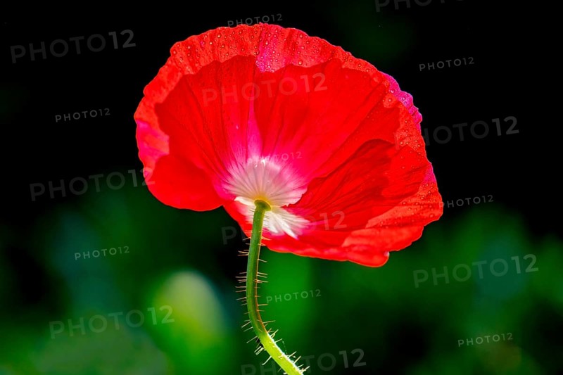Red flower of the (Papaver nudicaule) with dew drops, Lower Saxony, Germany, Europe