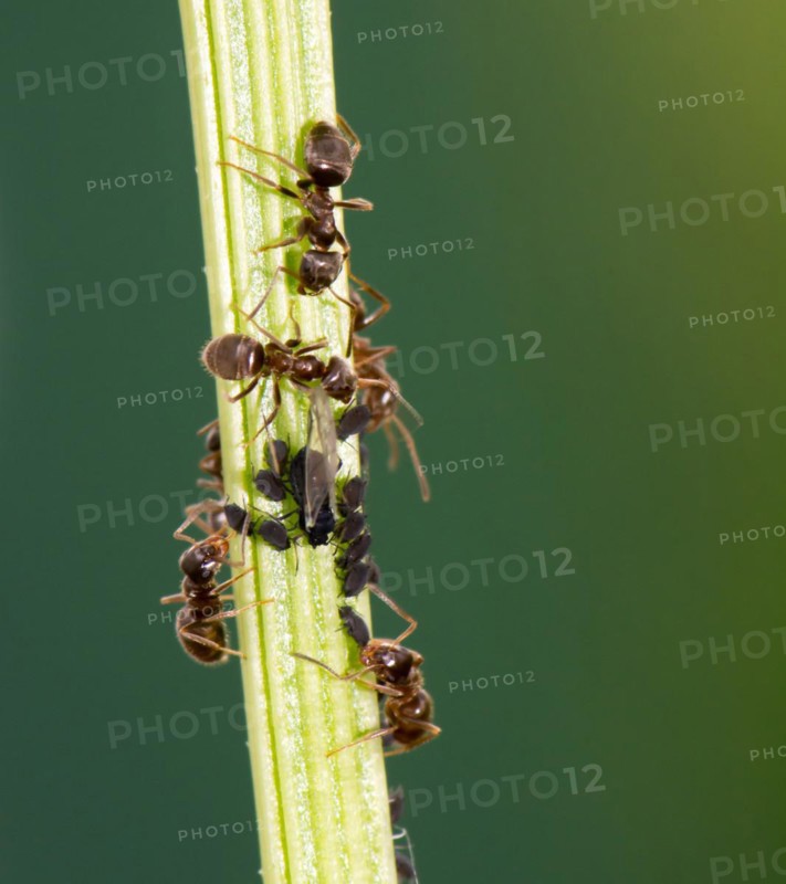 Lice and Ants on the stem of a flower